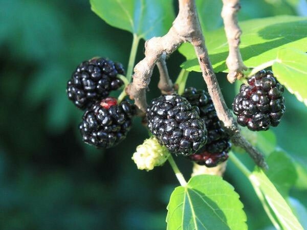 Morus nigra | Black Mulberry | Toot Tree | 10_seeds