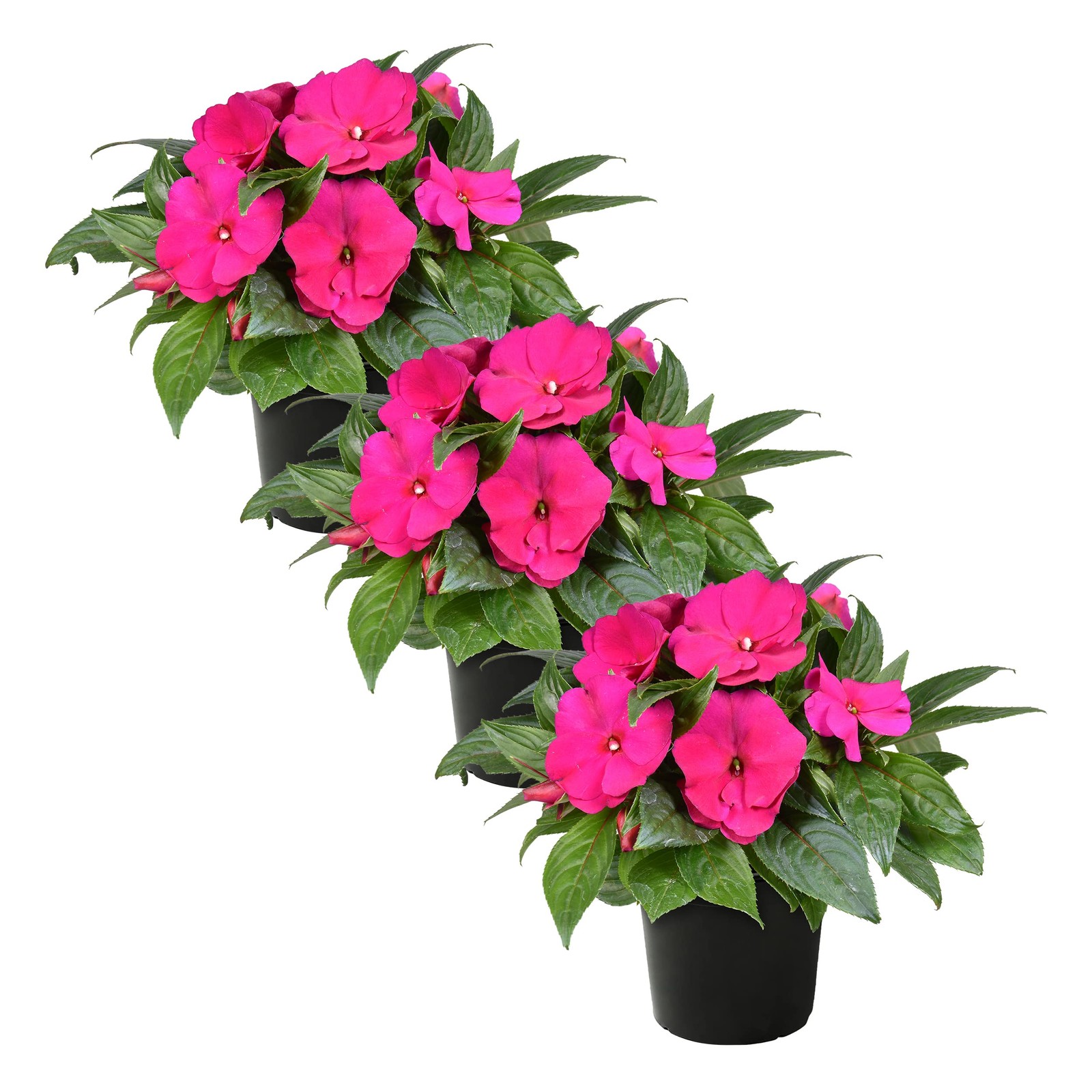 Live Flowering New Guinea Impatiens – Shades of Pink (3 Plants Per Pack) – Be…