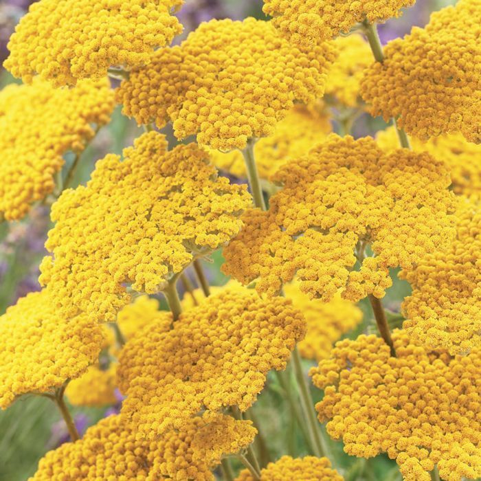 Gold Yarrow Seeds, Butterlies and Hummingbirds, Easy Grow Perennial, FREE SHIP