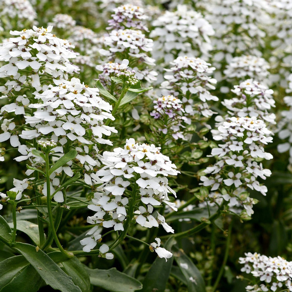 500 Empress Rocket Candytuft Wildflower Seeds – Everwilde Farms Mylar Packet