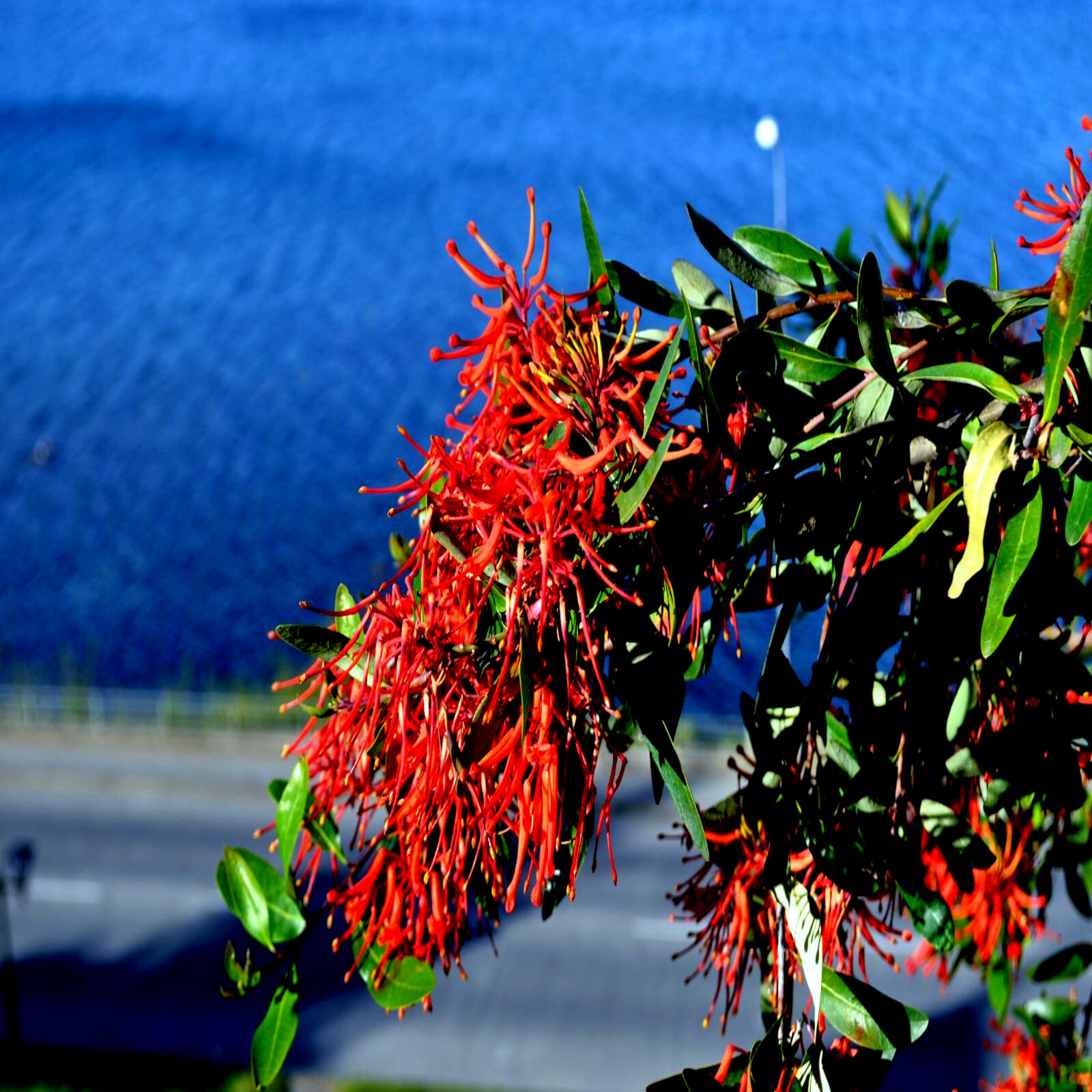 10 Chilean Firebush Tree Seeds Embothrium coccineum Flame Flower Plant RARE!