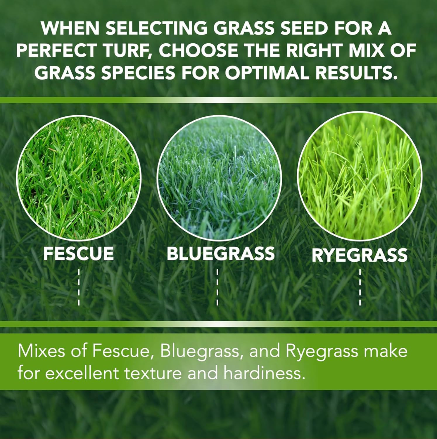 Athletic Field Grass Seed Lawn Seed (10 Lb)