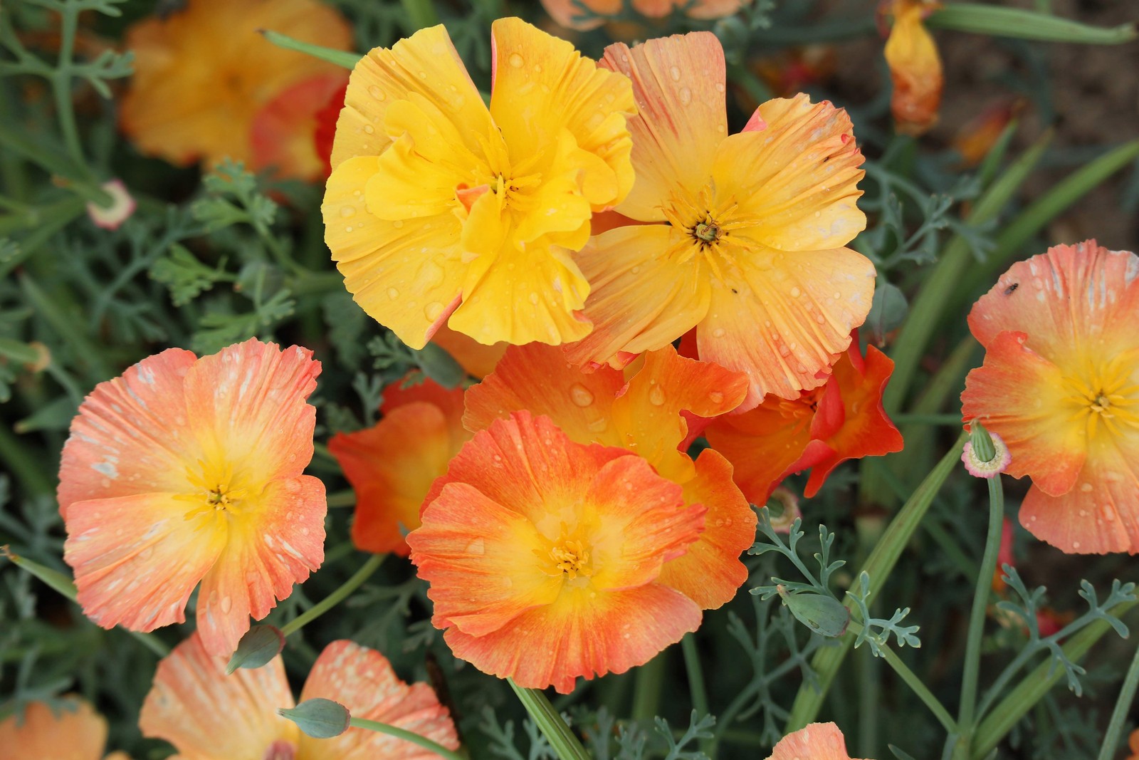 1000 MIXED Colors CALIFORNIA POPPY Eschscholzia Californica Flower Seeds