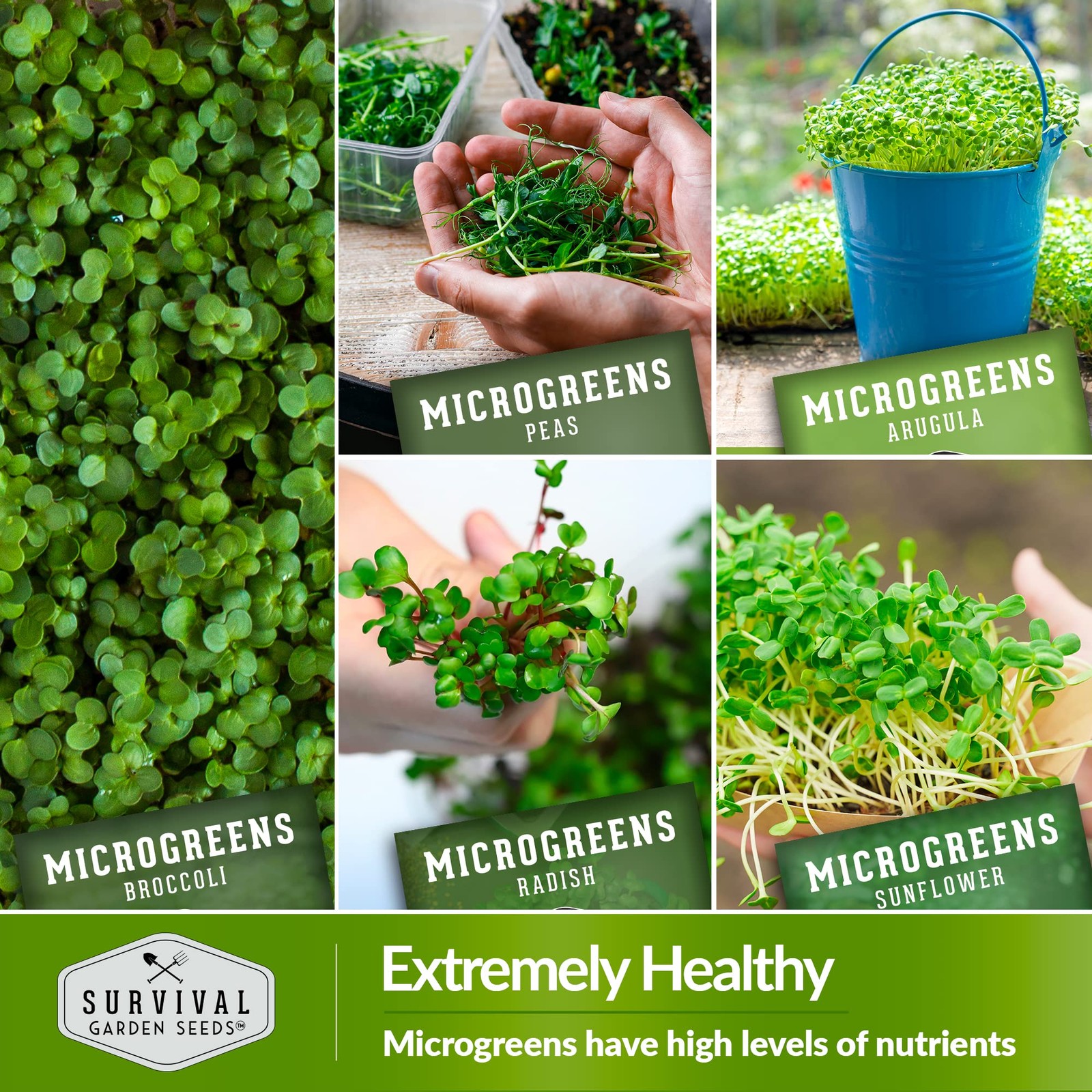 Microgreen Seeds Variety Pack – 10 Heirloom Types for Indoor Sprouting