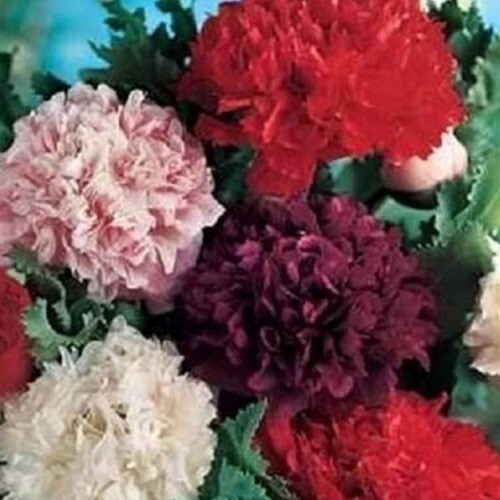 Peony Poppy Seeds Doubles Mixed Colors 5,000 Seeds For Growing Giant Poppies!