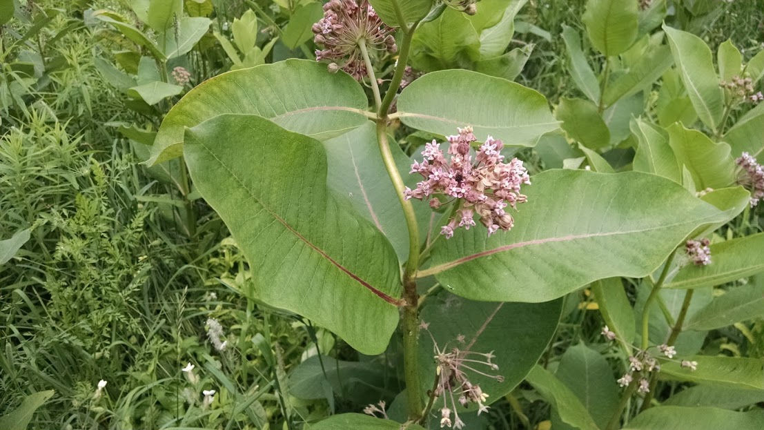 Milkweed Seeds (Common), Organic, Various Quantities, 2022 Crop 90% germination