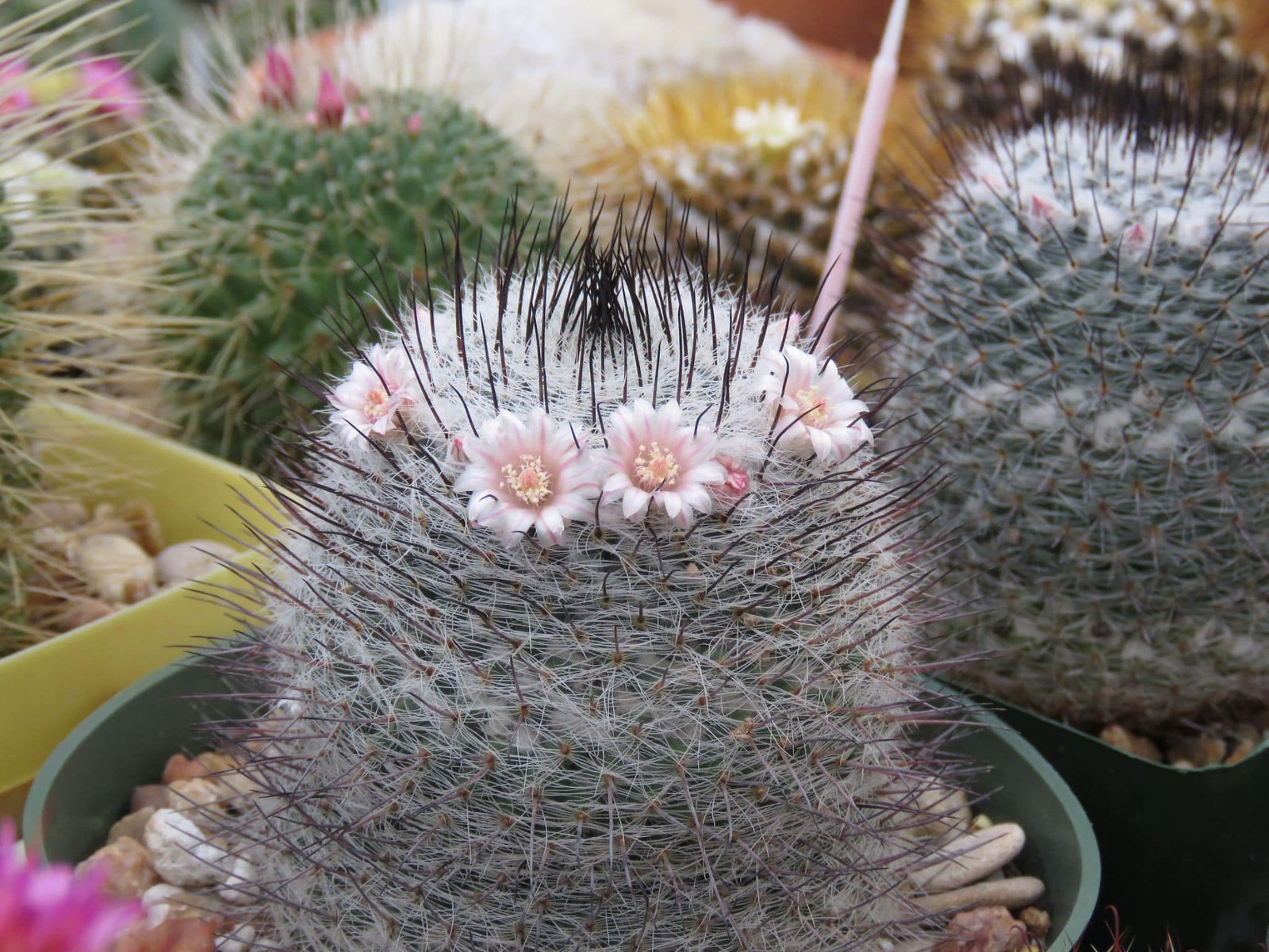 Seed- Mammillaria ritteriana 25+ seeds (2025)