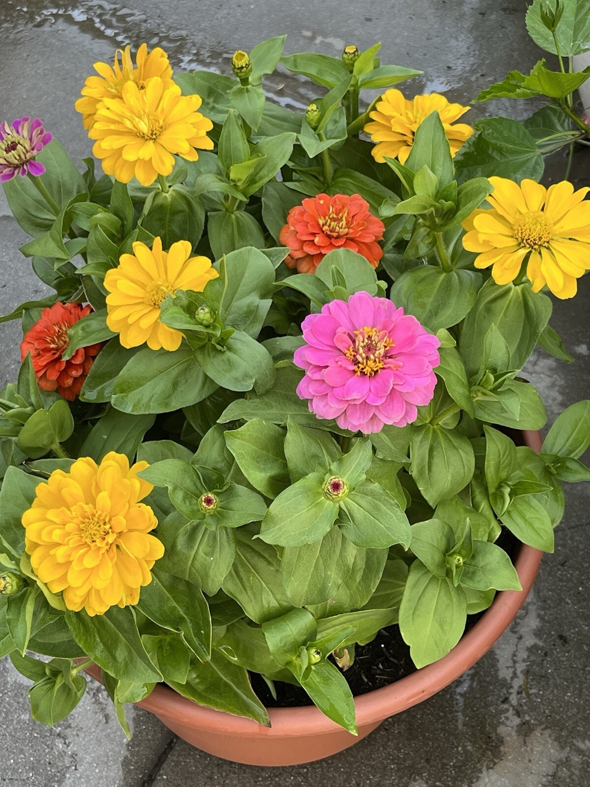 100+ SEEDS DAHLIA Flowered Zinnia Mix Non-GMO Attracts Butterflies and Bees
