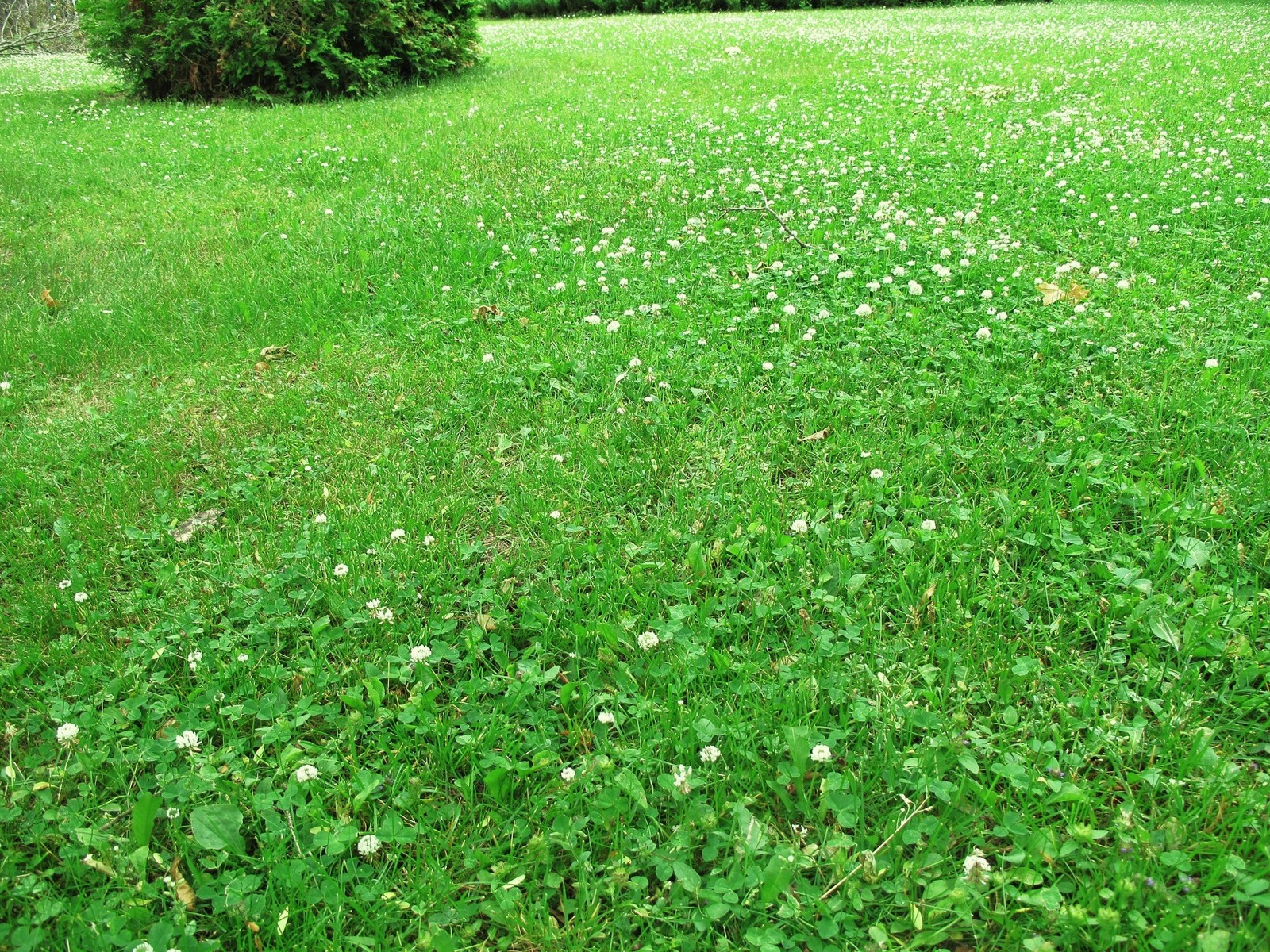 Dutch White Clover Seeds – For 2025 Planting Lush Lawn Cover Landscape Clovers