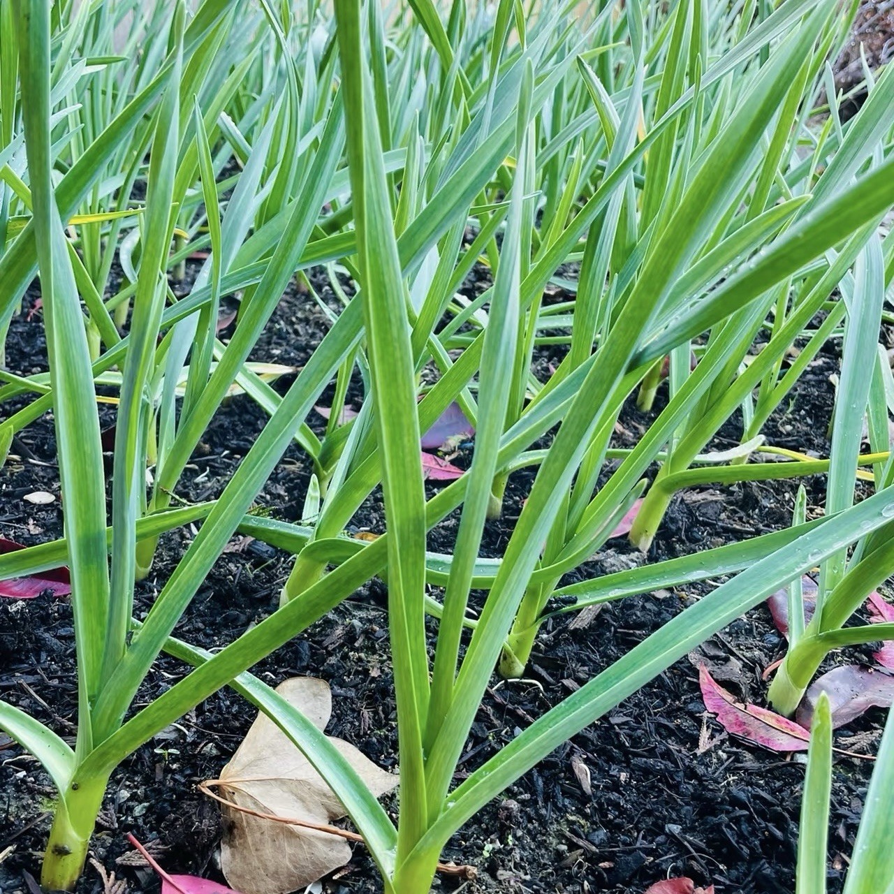 California Softneck Garlic, 6 Bulbs. Great for Fall or Spring Planting
