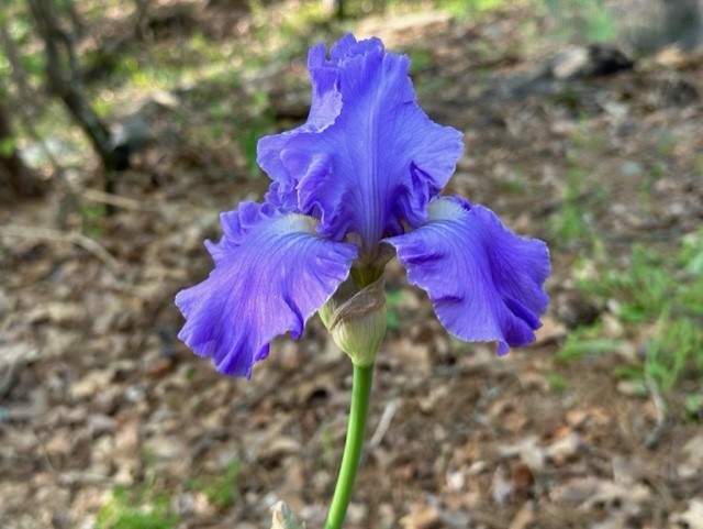 1 purple Bearded Iris Rhizome root ~ Bulb ~Rhizomes ~ Tall Heirloom