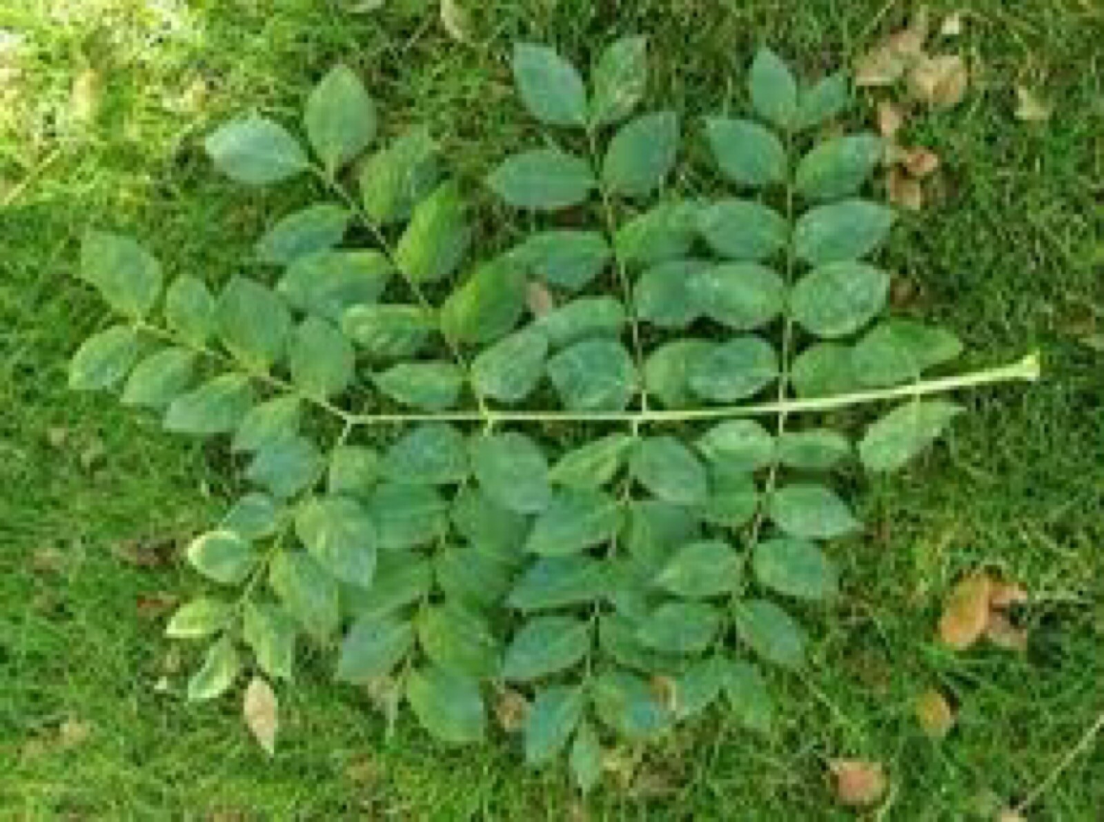 Kentucky Coffeetree (Gymnocladus dioicus) 1-2 year old plant 8-12″ tall