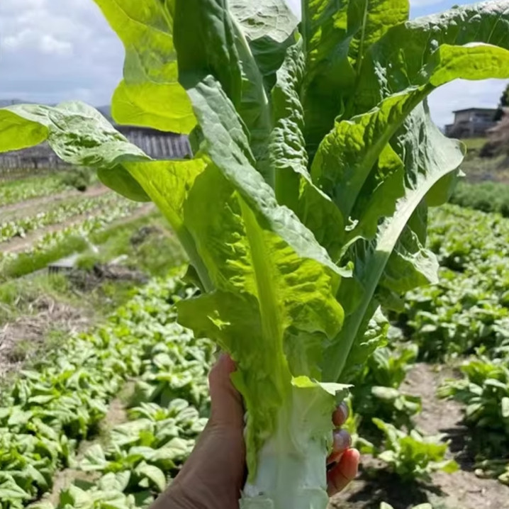 Lettuce Seeds Stem Lettuce Seeds Crisp Green Heirloom 50/100 Pcs（Seeds only）
