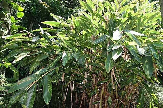Alpinia zerumbet | Shell Ginger | 10 Seeds