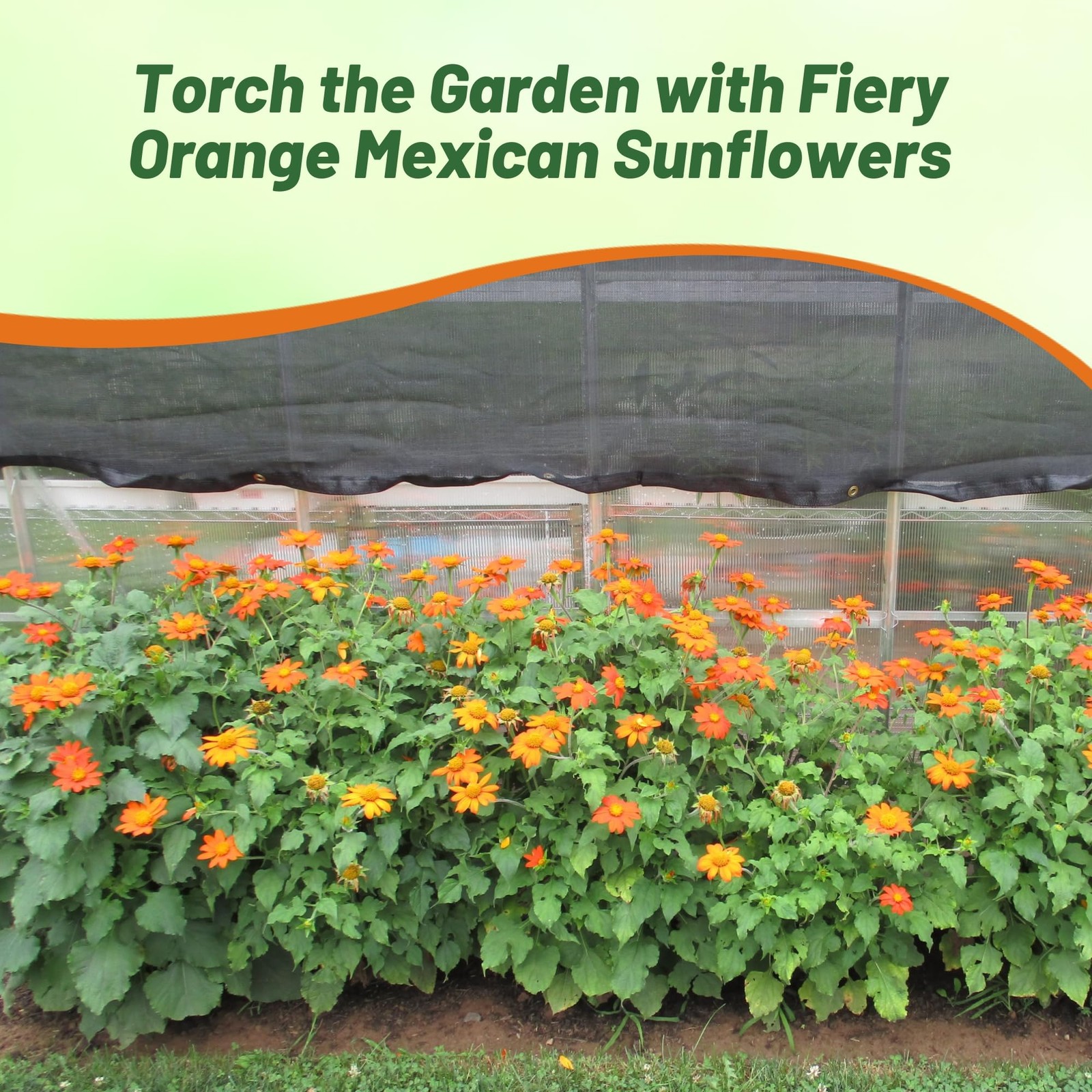 Goldfinger Mexican Sunflower Seeds – 500 Pcs Drought-Tolerant Tithonia Flowers