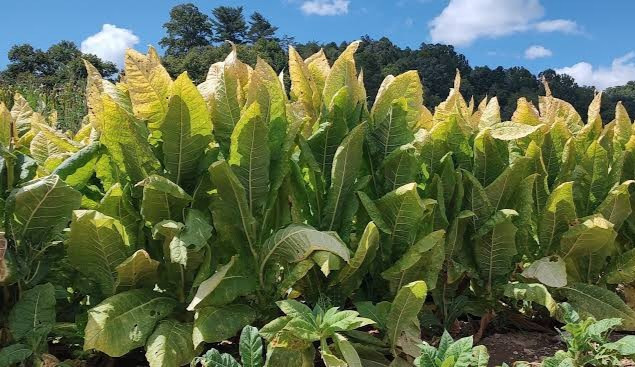 White Burly Tobacco Seeds – 1/8 TSP (1000 – 1250 seeds)