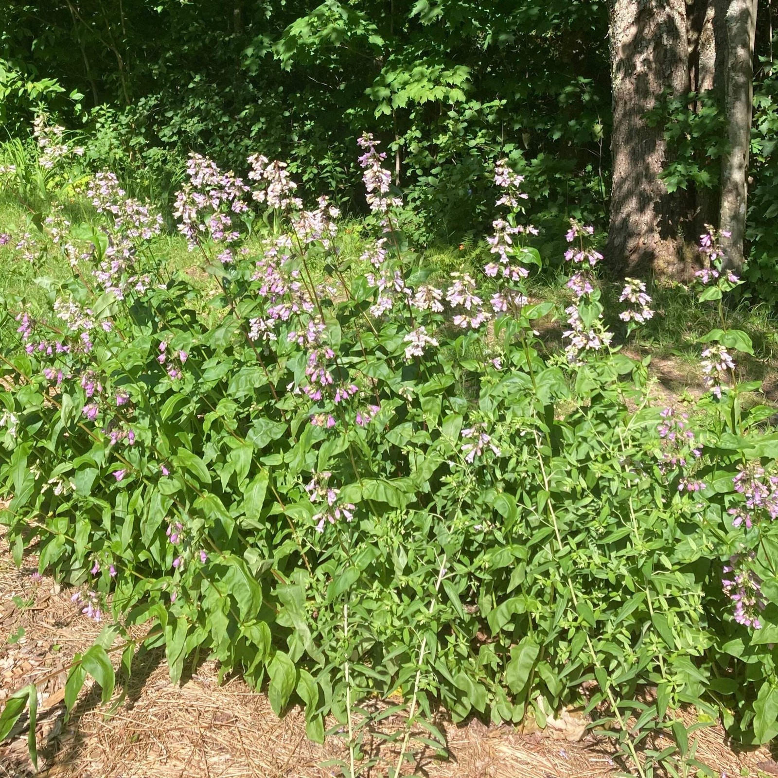 Smooth Penstemon Seeds, Beardtongue (Penstemon digitalis) ~Native Wildflower