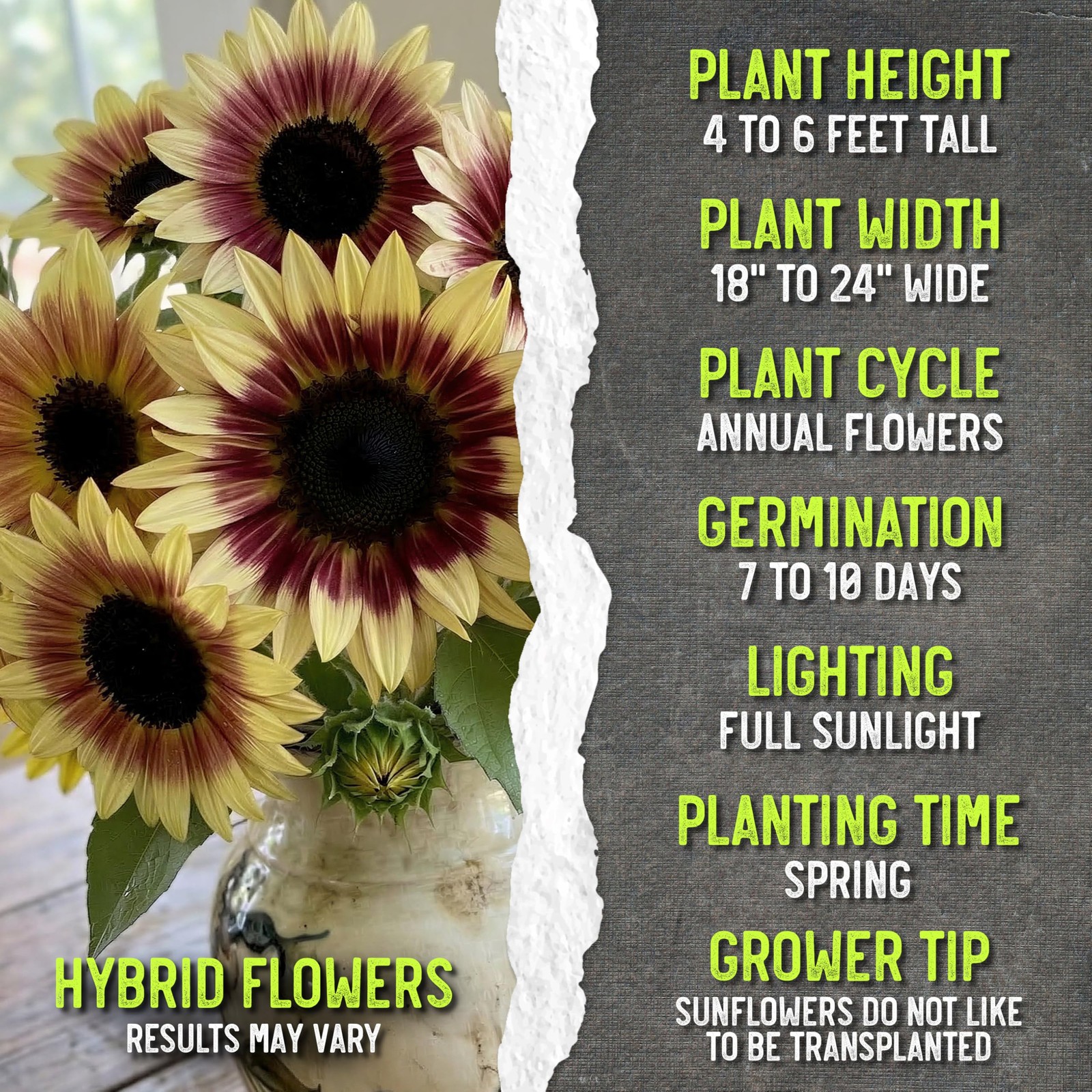 Cherry Rose Sunflower Seeds for Planting Bi-Color Sunflowers – Hybrid Flowers…