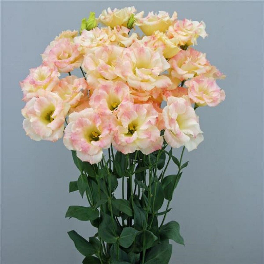 Lisianthus Seeds Megalo Champagne 25 Pelleted Seeds Cut Flower Seeds