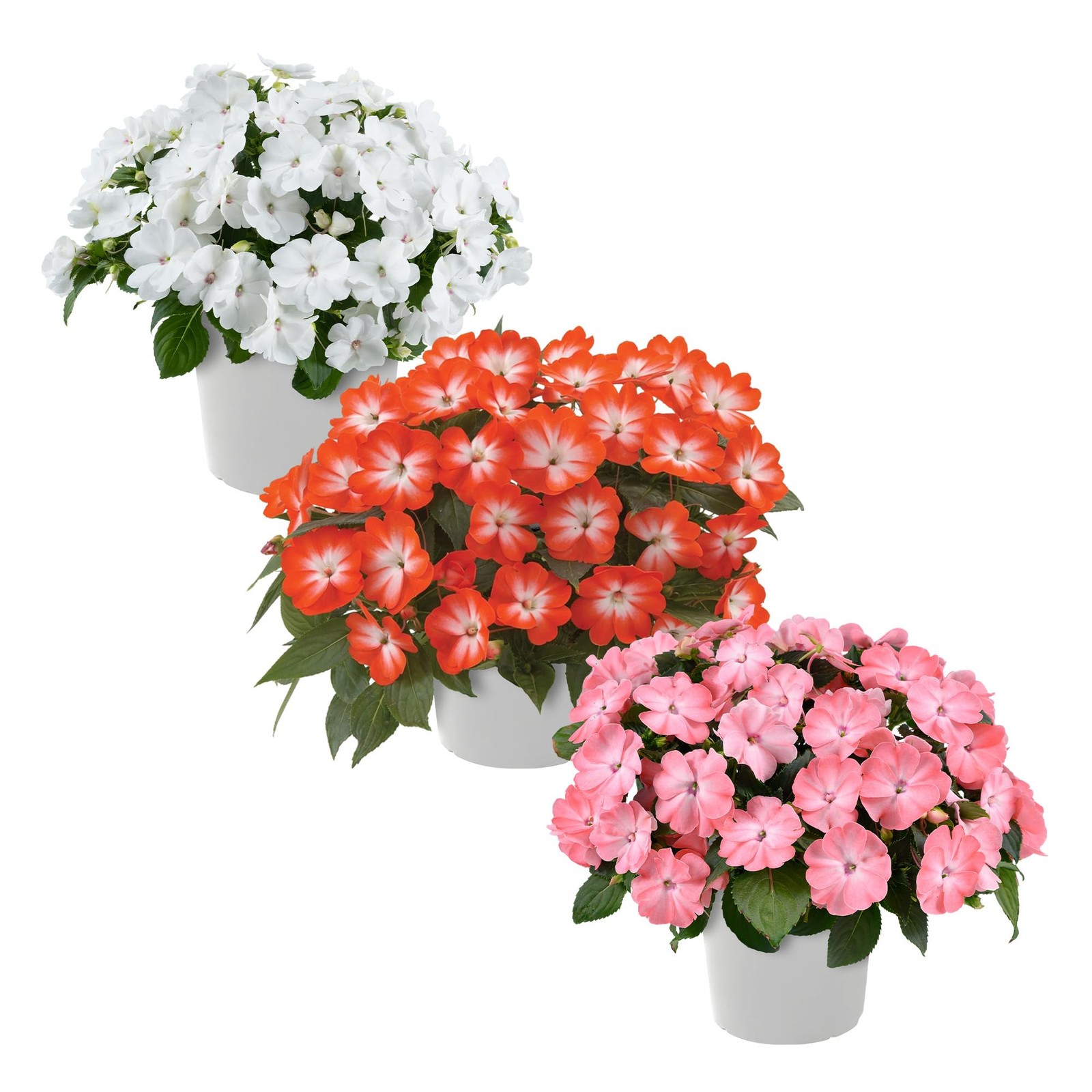 Live Flowering New Guinea Impatiens Grower’s Choice Assorted Colors 3 Plants…