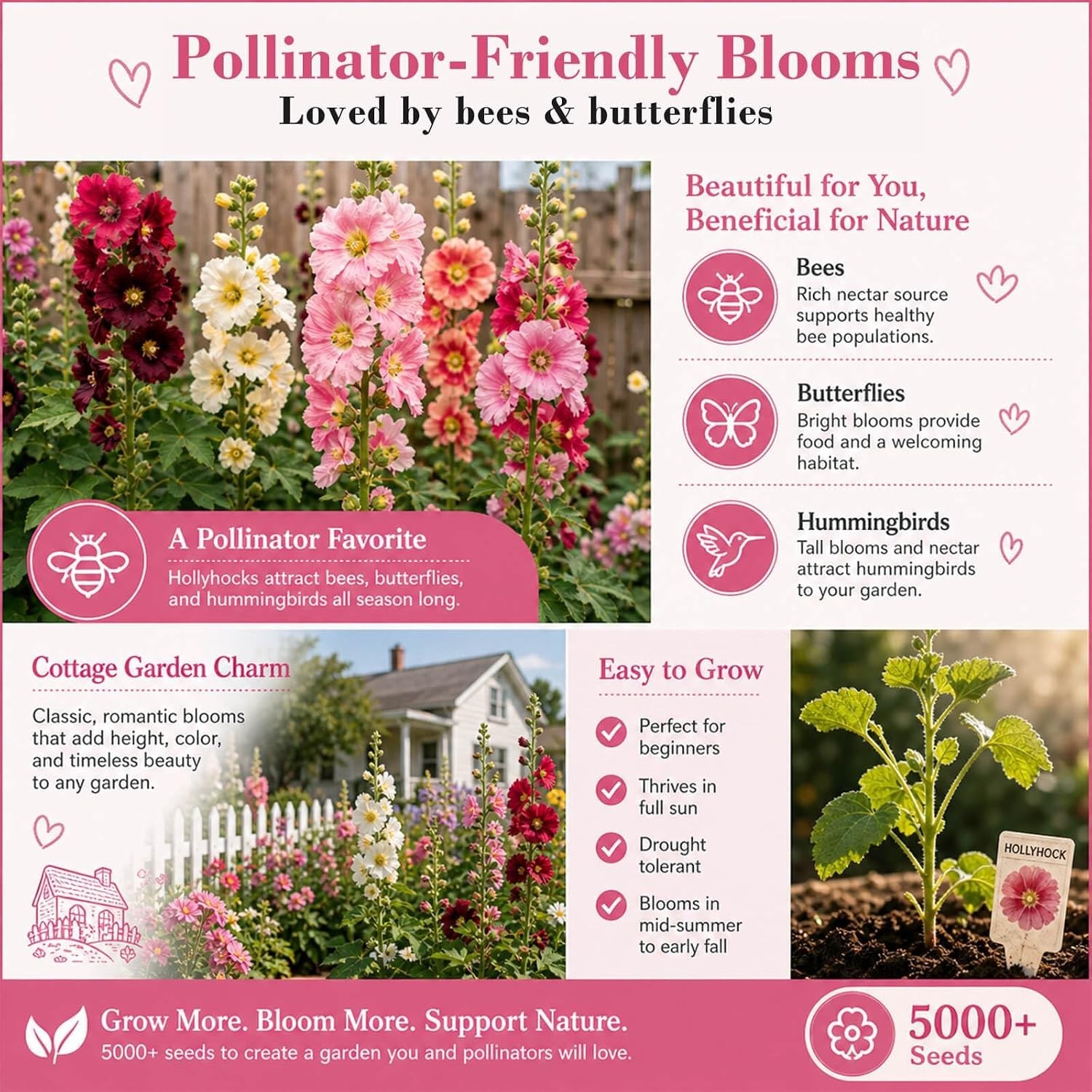 Bulk Pack 5000+ Hollyhock Seeds Mix – Tall Garden Blooms