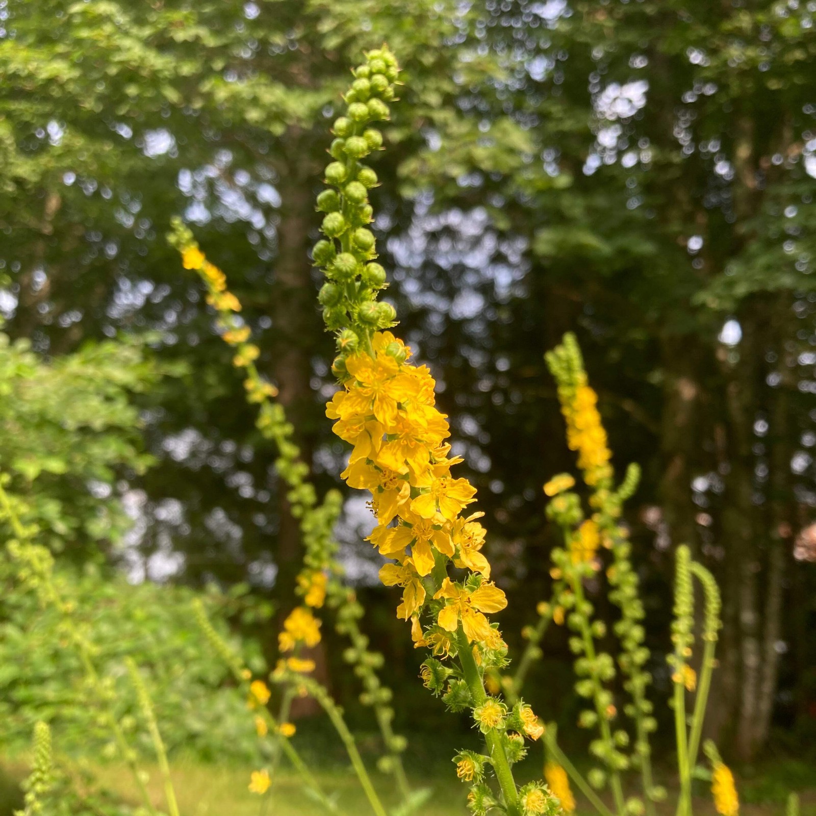 Agrimony Seeds (Agrimonia eupatoria) ~Traditional Herb Pollinator Garden