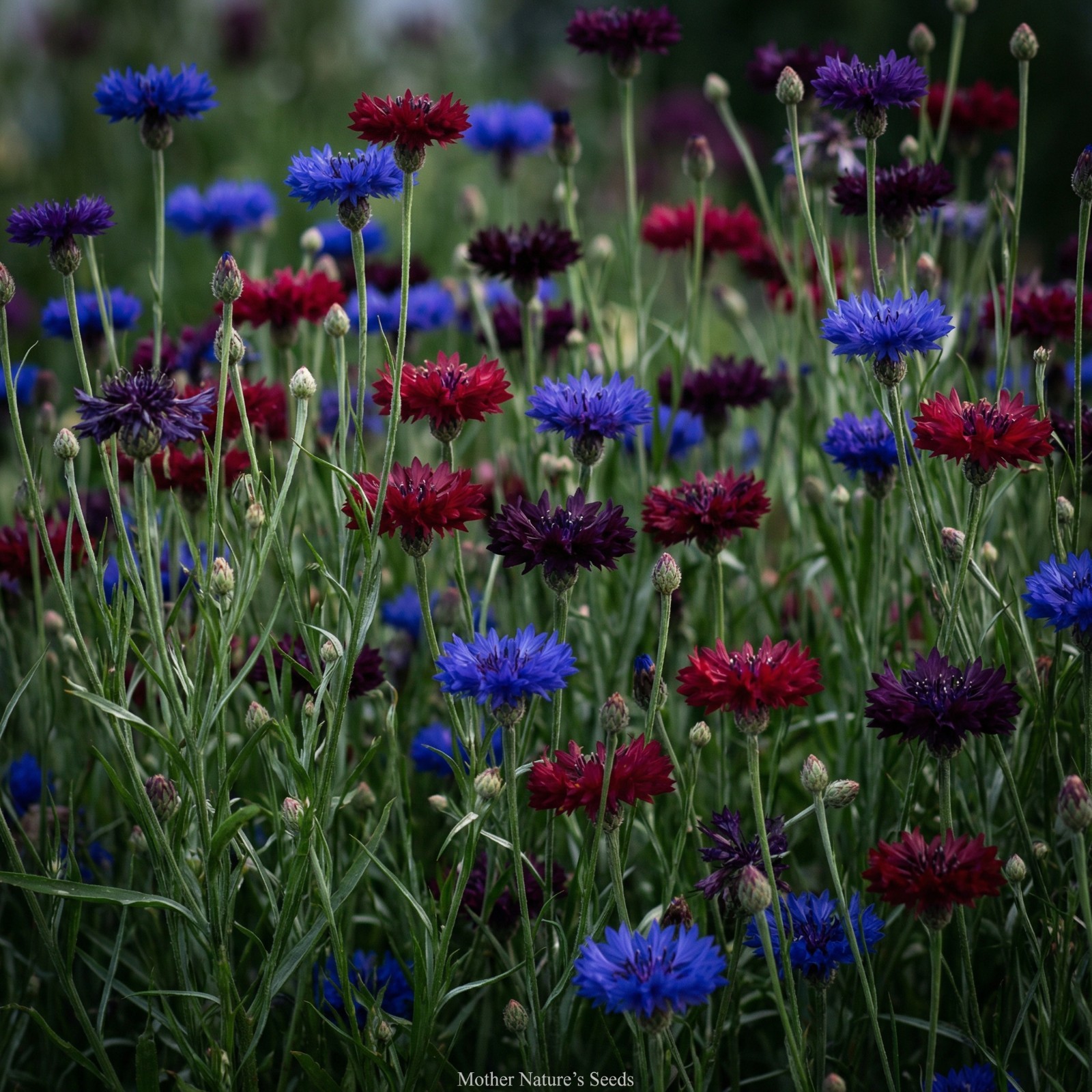 Landscaper’s Pack Cornflower Bachelor’s Button Moody Mix Non-GMO 1500 Seeds