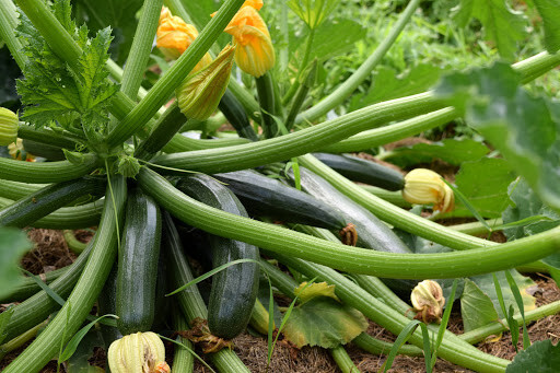 Dark Green Zucchini Seeds, Non GMO – Heirloom, FLAVORFUL and EARLIER THEN MOST