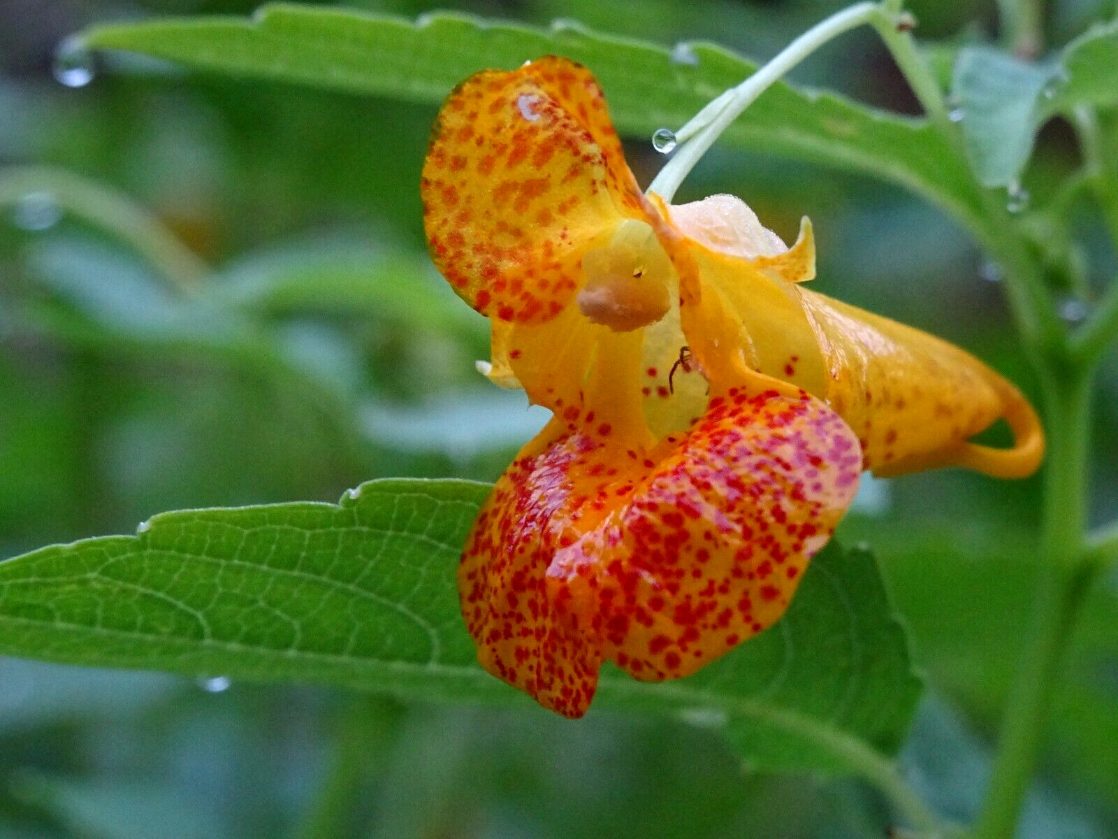 Jewelweed Impatiens Capensis TouchMeNot 40 seeds from 2023 Organic Hummingbirds