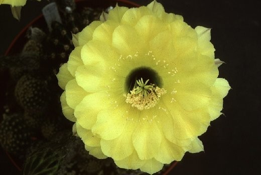 Echinopsis hybrid ‘Coquette’