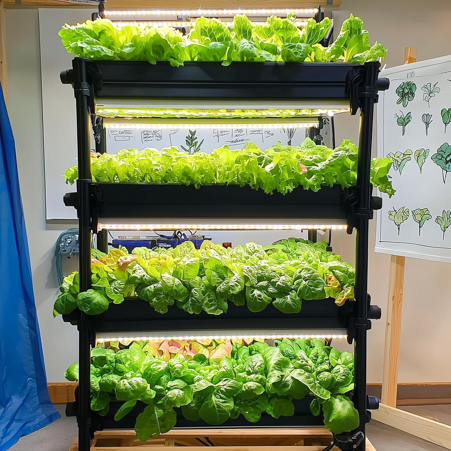 20,000+ Lettuce Seeds, Heirloom Vegetable Seed for Planting Indoor Outdoor, 10 V