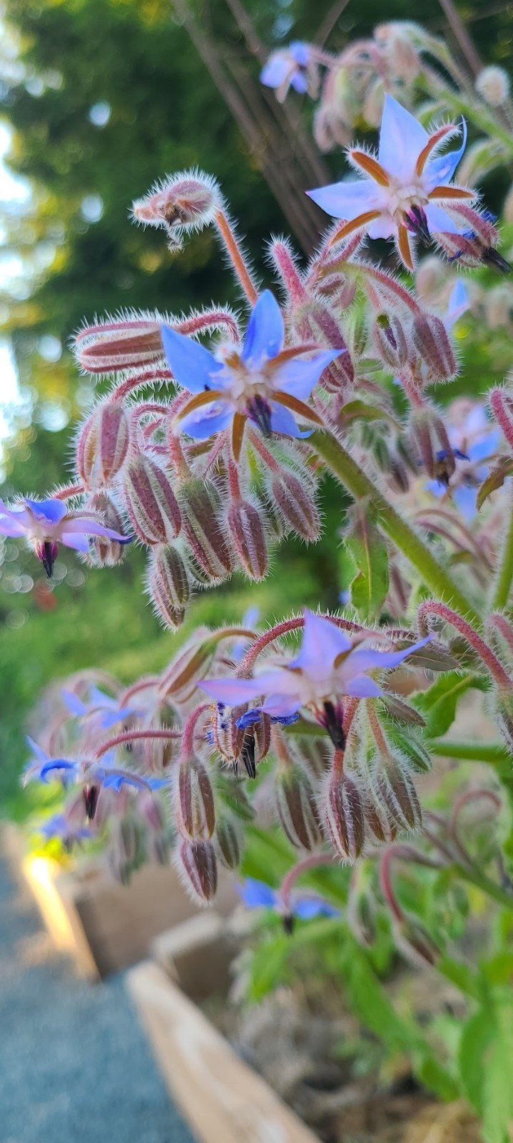 Organic Heirloom *BORAGE* Herb Seeds 💙 Edible Flowers! Attract Pollinators! 🐝