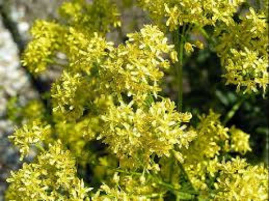 WOAD SEEDS, 100, Chinese Woad, Da qing; Qing dai, Isatis indigotica, Medicinal
