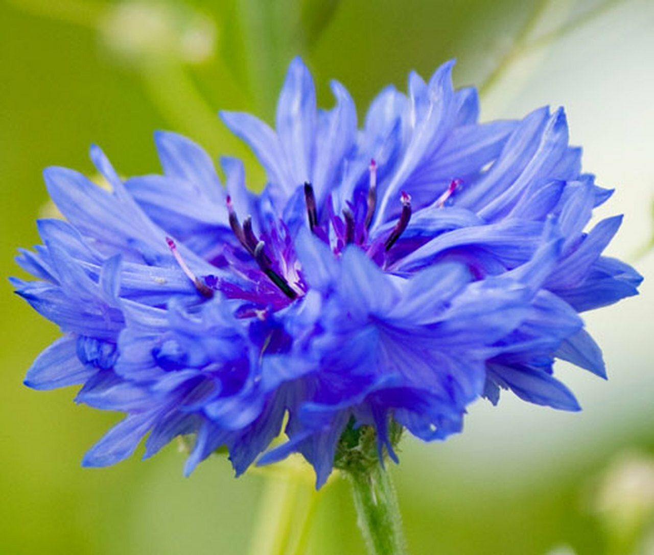 Tall Blue Cornflower, Bachelor Button, Wildflower, Young Love, FREE SHIPPING