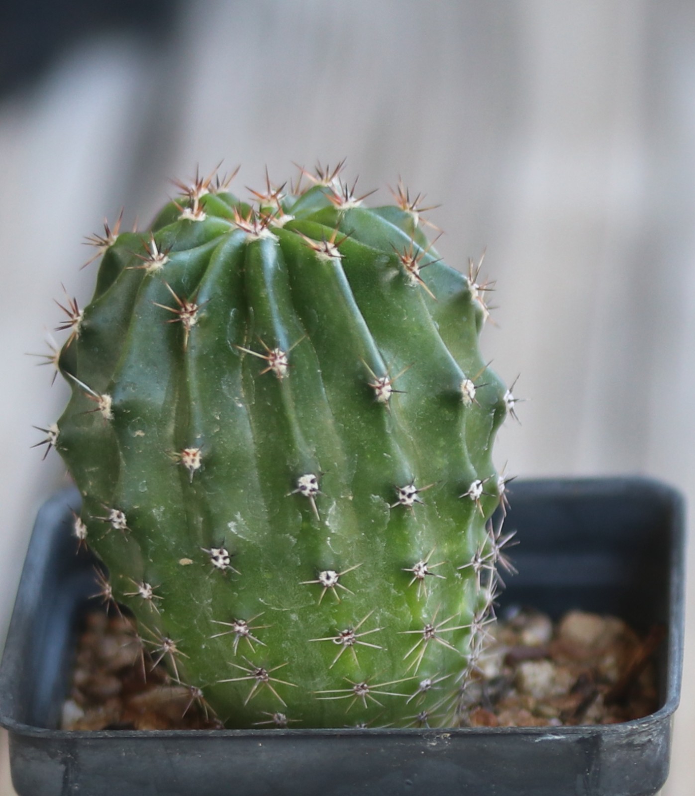 Echinopsis hybrid ‘Champagne’