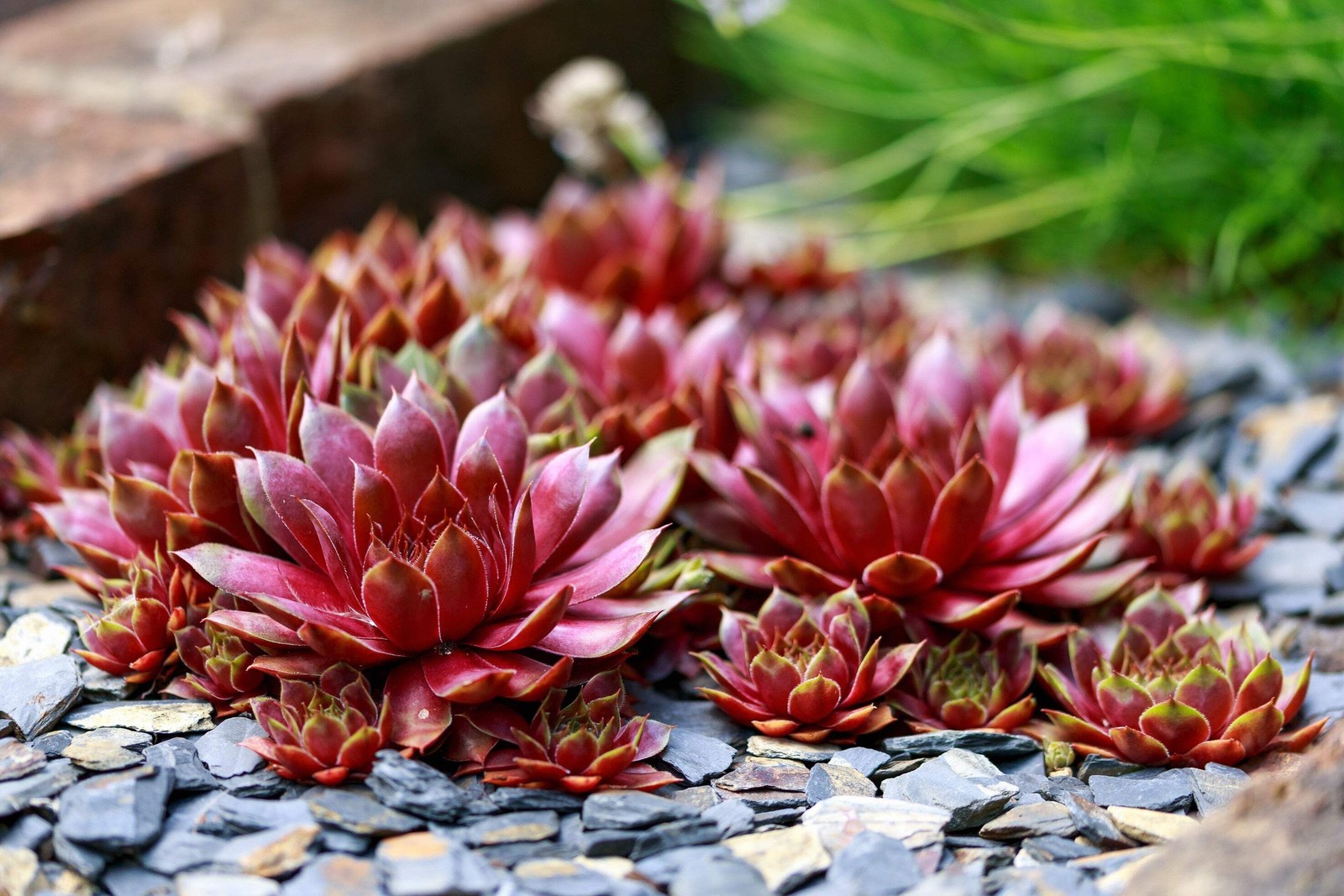 25 MIXED HENS & CHICKS Chickens Succulent Live Forever Sempervivum Flower Seeds