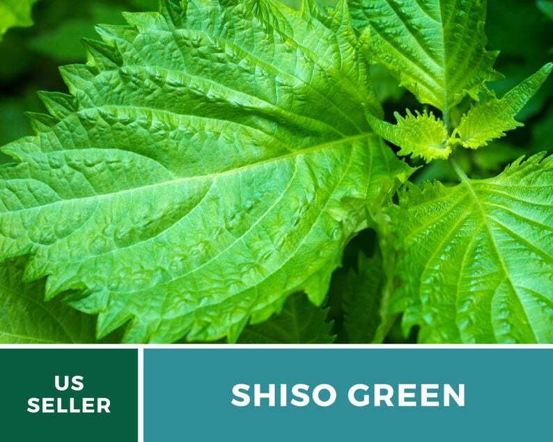 Shiso Green – 200 Seeds – Asian Culinary Herb – Non GMO (Perilla frutescens)