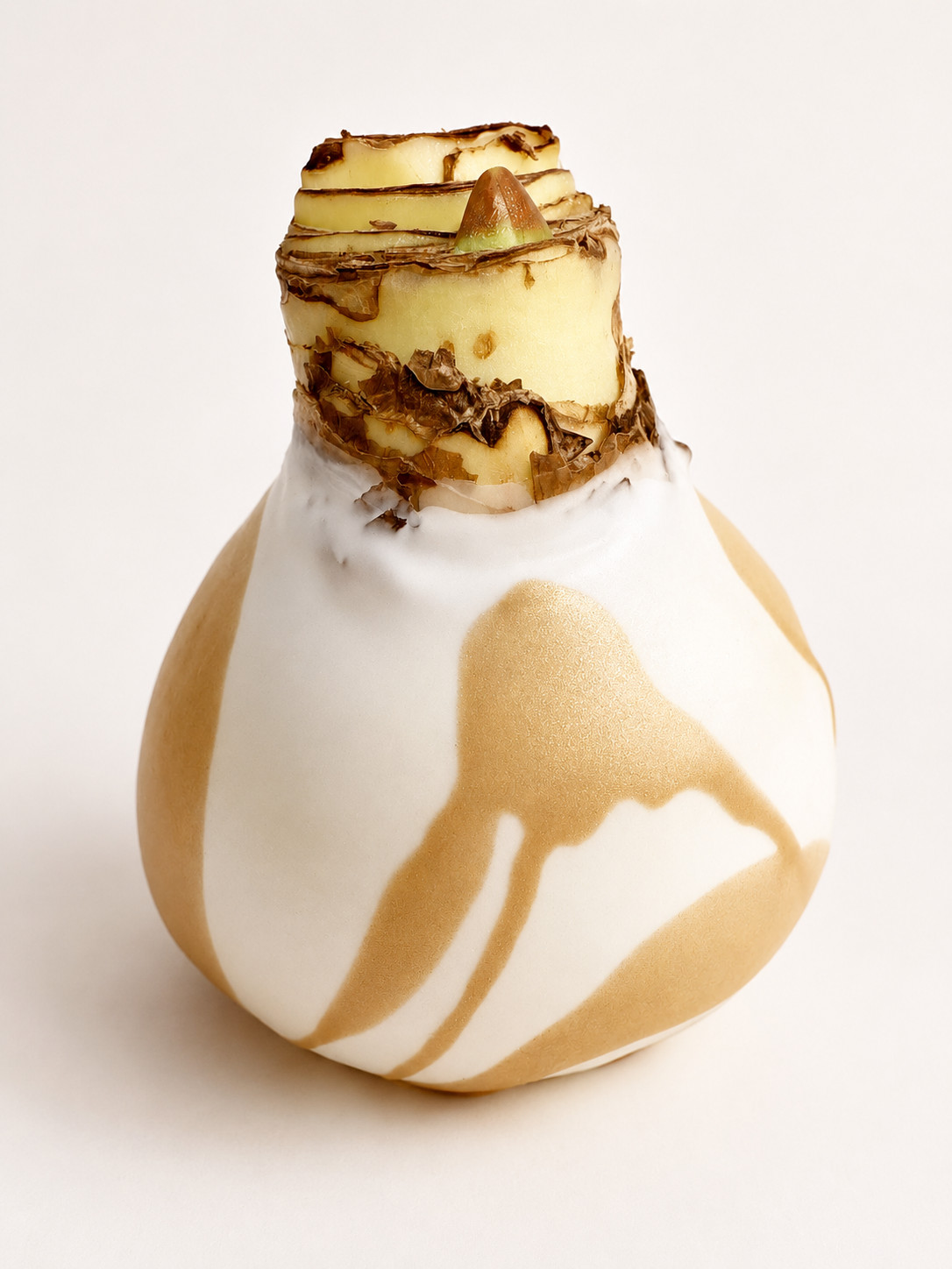 White wax with Gold Splatter Waxed Revelation Amaryllis Bulb Free Shipping