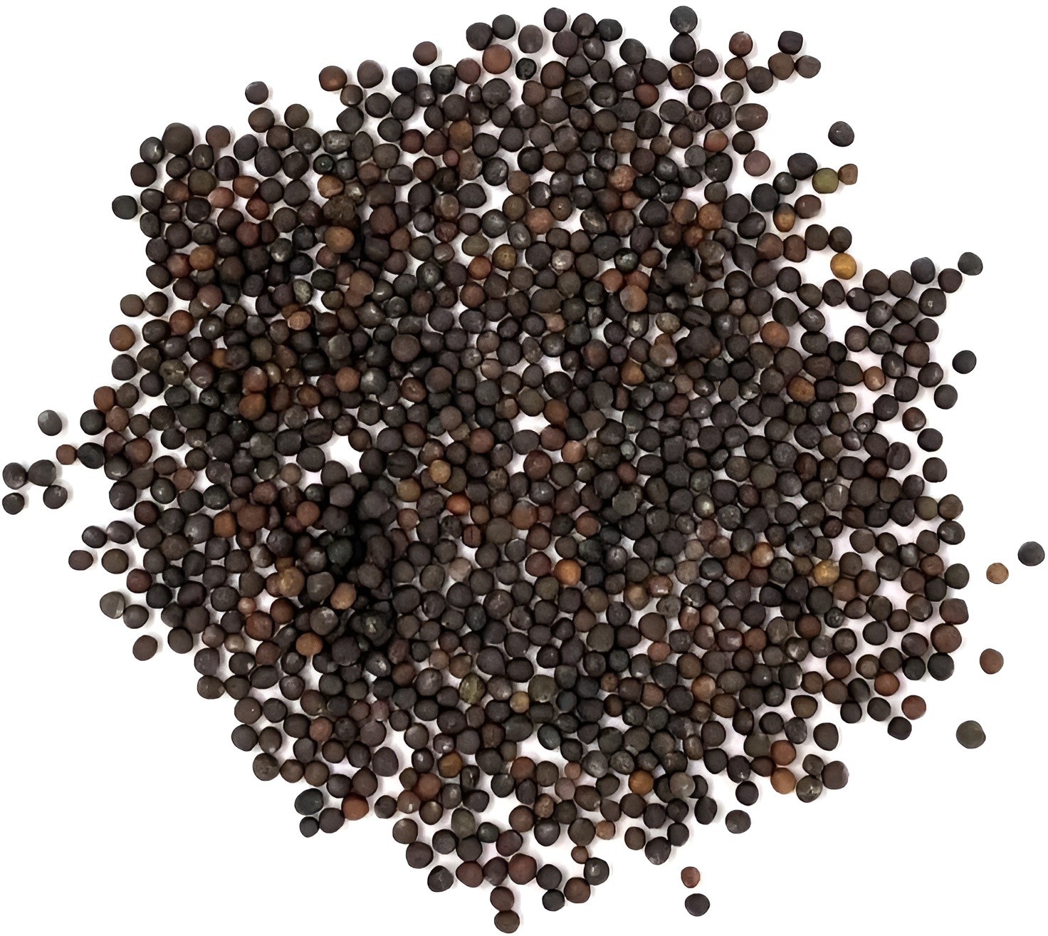 2,000 Heirloom Lacinato Kale Seeds AKA Italian Dinosaur Kale Cruciferous NonGMO