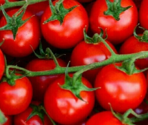SCARBOROUGH SEEDS Large Red Cherry Tomato 100 Seeds -Non-GMO – SAME DAY SHIPPING