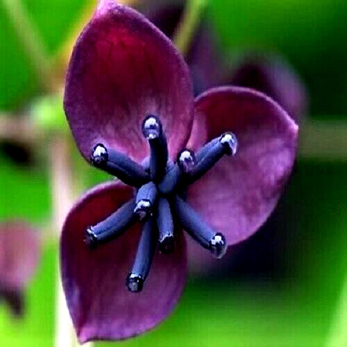 CHOCOLATE VINE SEEDS “3-LEAF” (A. trifoliata) Hardy Fruit Flower Climber Plant