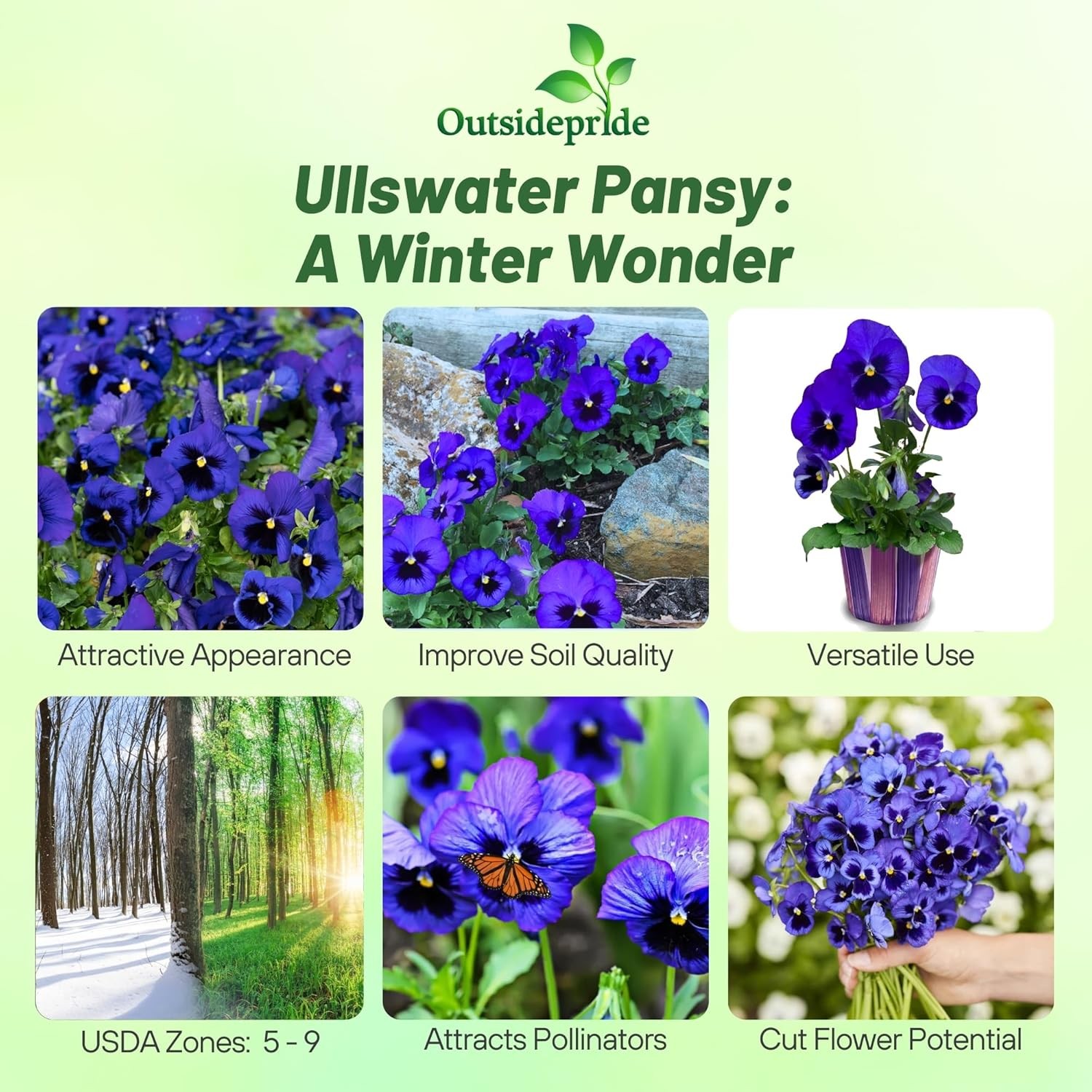 2000 Seeds Pansy Seeds – Pansy Ullswater Blue Flower Seed