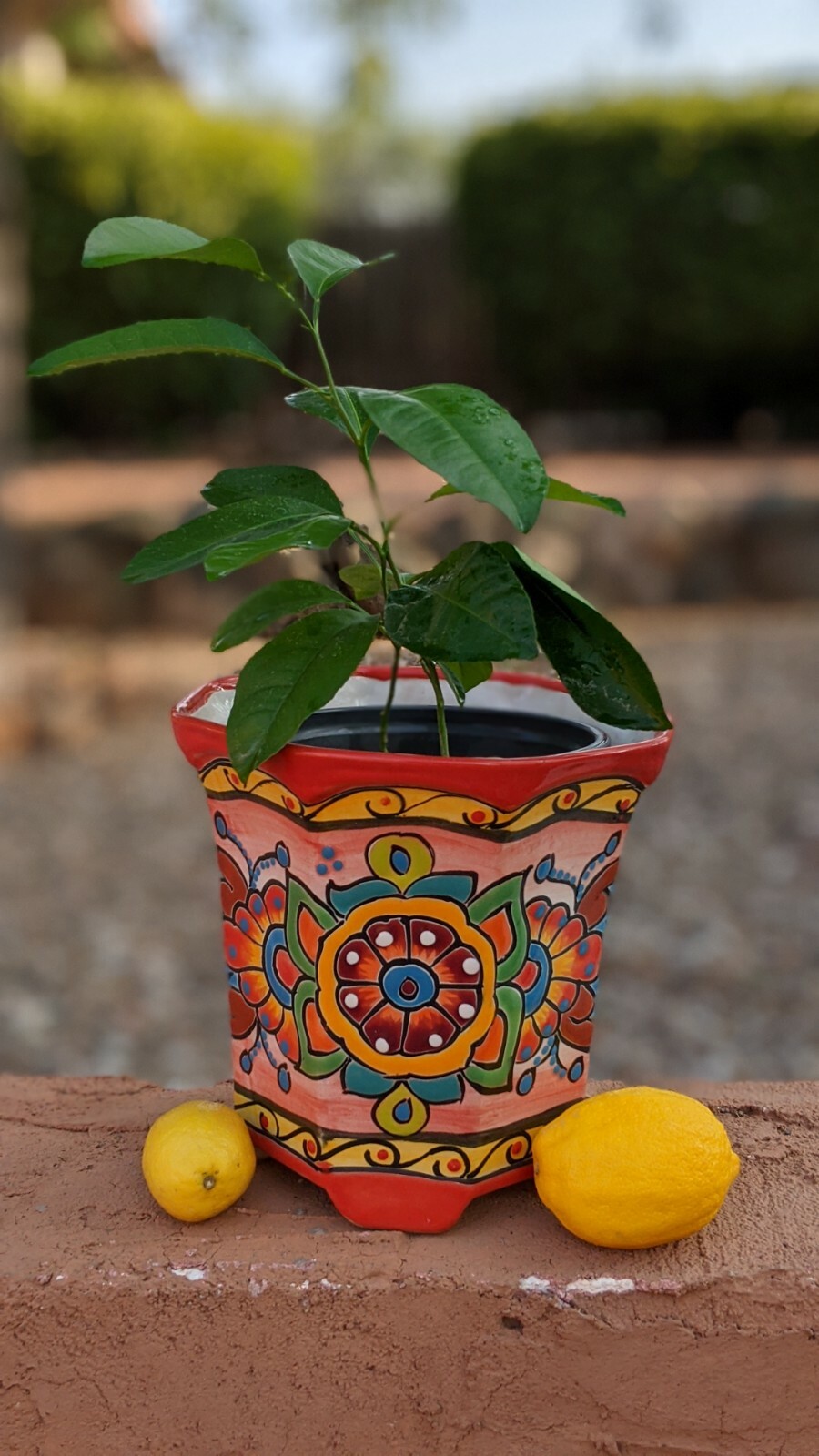 Lemon Seeds – 20 Fresh 🍋 Seeds Proudly Made In/From Arizona Meyer Lemon Non GMO
