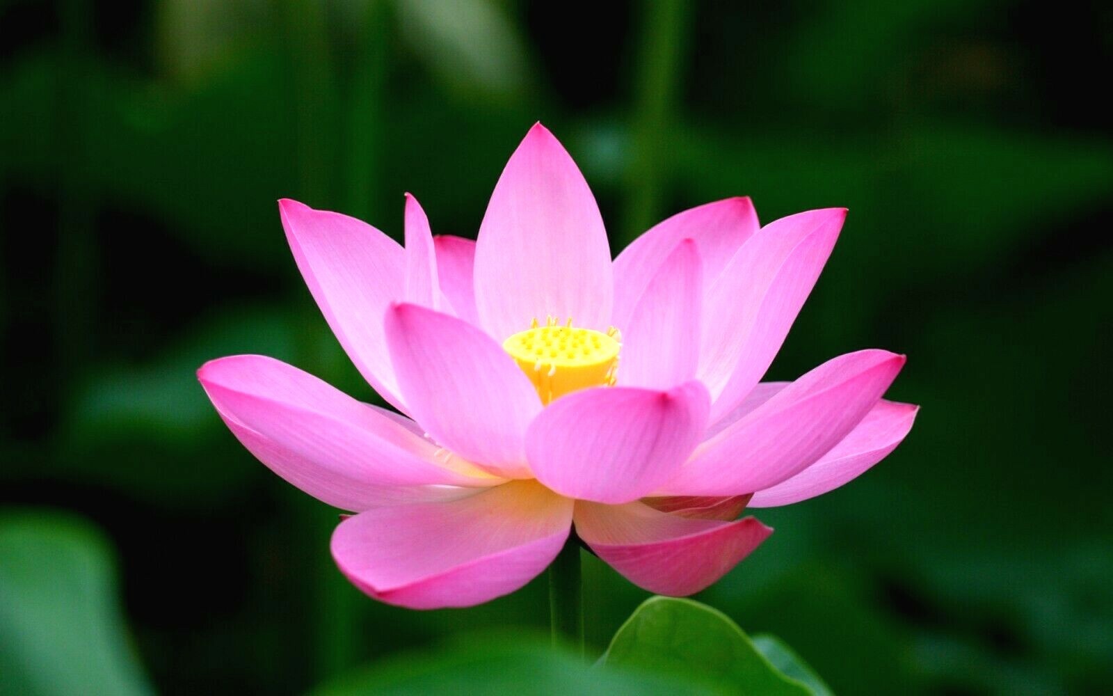 5 BRIGHT PINK LOTUS SEEDS – Nelumbo Nucifera