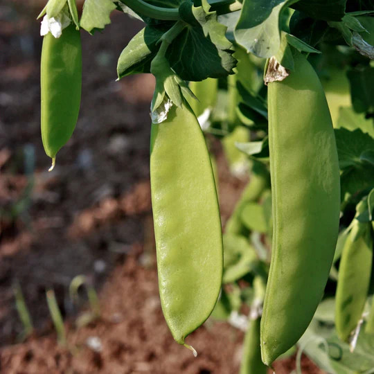 Snow Pea Seeds |NonGMO Vegetable Oregon Sugar Pod 2 Asian Chinese Snap Peas 2024
