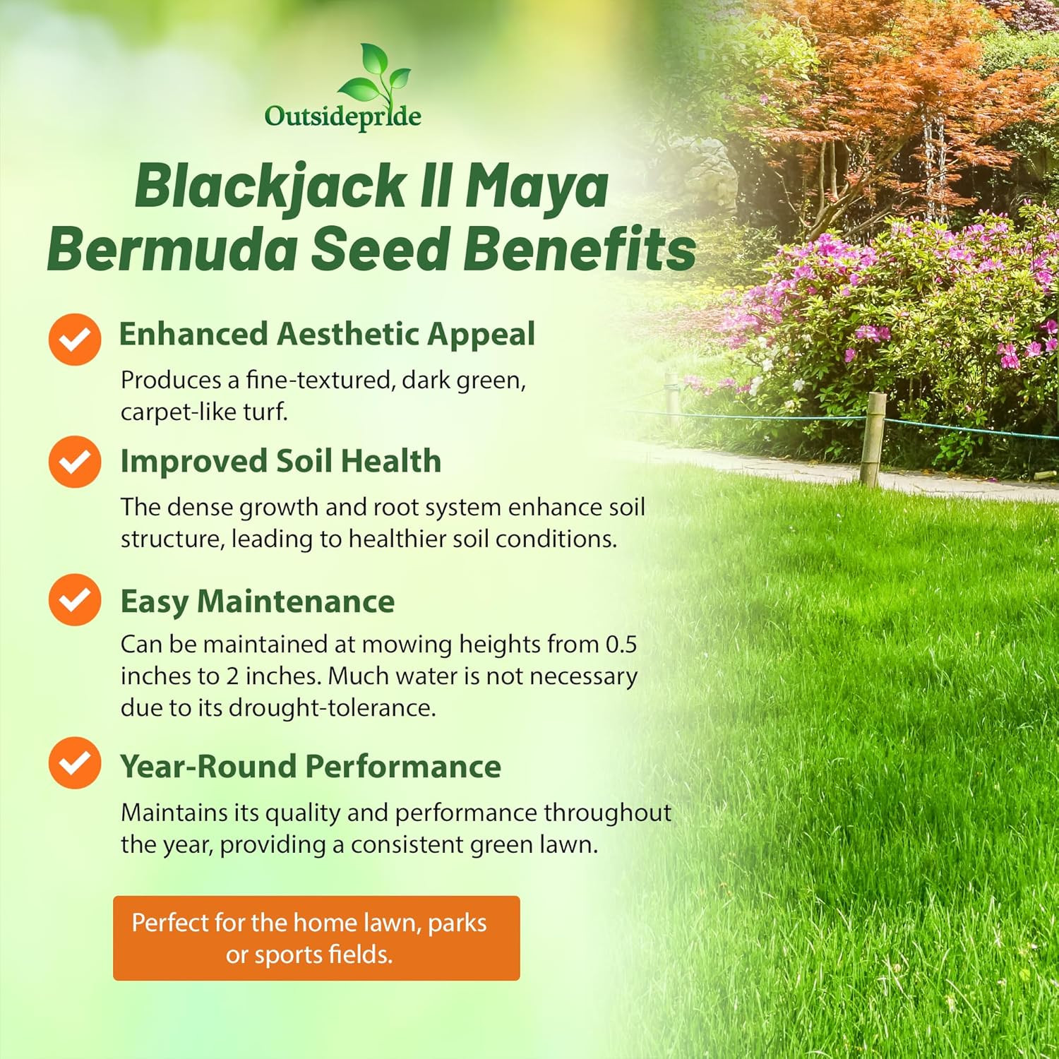 Maya (Blackjack II) Bermuda Grass Seed – 5 Lbs Warm Season, Drought Tolerant, Fa