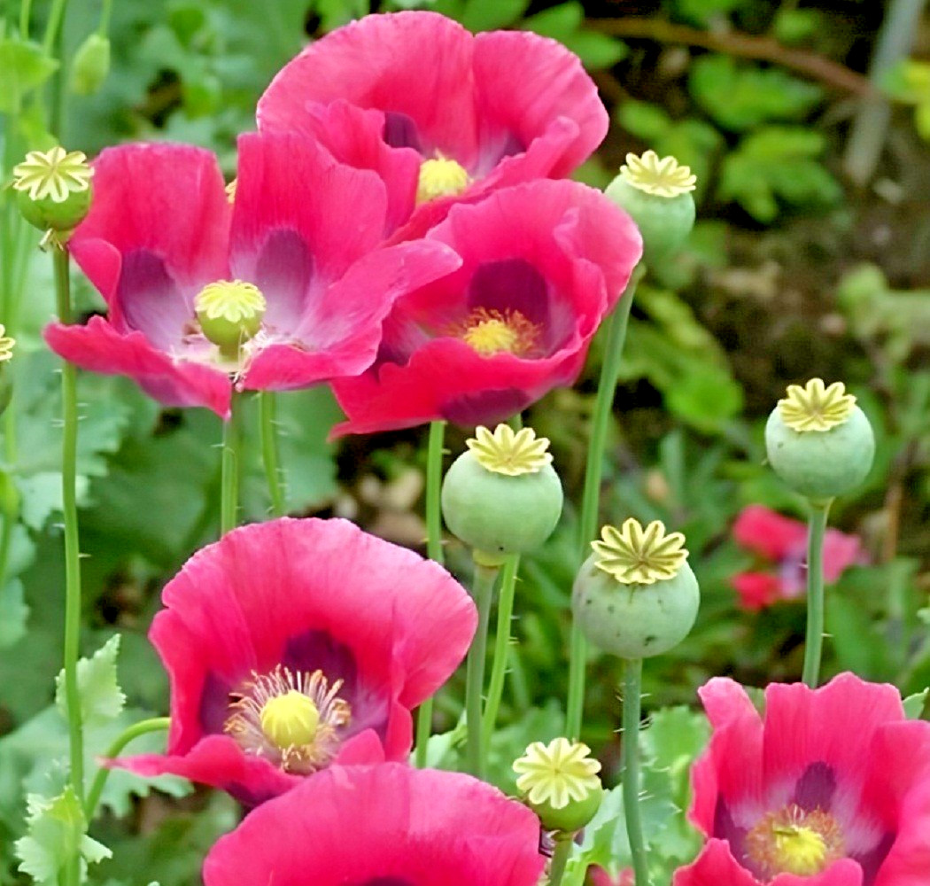 5,000 The Giant Rattler Poppy Seeds Stratified Giganteum Papavear Somniferum