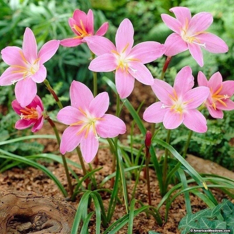 3 “Robustus” Rain Lily Bulbs/Zephyranthes – Top Size Bulbs, 6/7 cm – US Seller