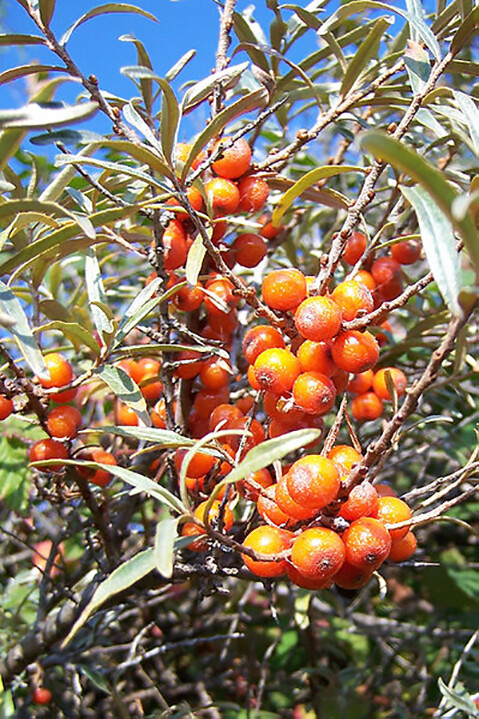 Sea Buckthorn, Hippophae Rhamnoides, Shrub Seeds (Edible, Hardy, Easy)