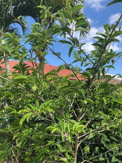 Sugar apple (Annona squamosa) 20 fresh seeds
